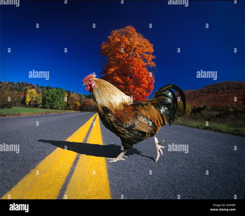 Best chicken road nederland in Netherlands